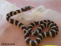 IMG_3238A.jpg