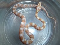 snakes 2010 SG02.jpg