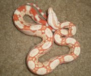 albino.jpg