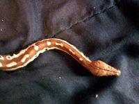 blood python.jpg