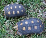 1turtle.jpg
