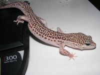 Geckos 017.jpg