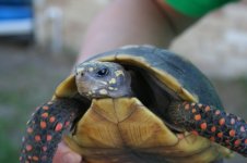 2turtle.jpg