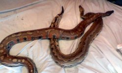 blood pythons.jpg