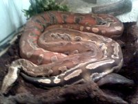 blood pythons2.jpg