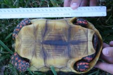 3turtle.jpg