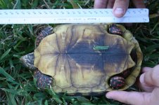 4turtle.jpg