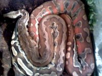 blood pythons3.jpg