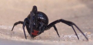 10072010widow.jpg
