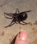 10072010widow3.jpg