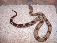 MEckert Guyanese Female 01.jpg