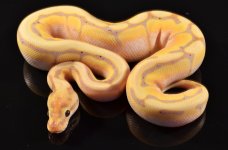 14' Coral Glow Spider Poss YB male 1.jpg