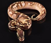 15' Pastel Calico Female 2 small.jpg