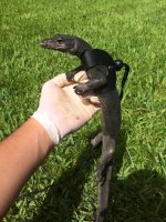 toothless 1.jpg