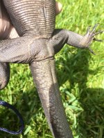 toothless 3.jpg