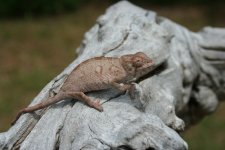 IMG_2375.jpg
