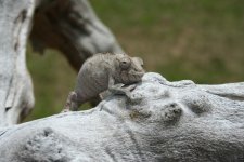IMG_2387.jpg