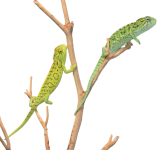 Carpet Chameleon Pair - Canvas Chameleons (1).png