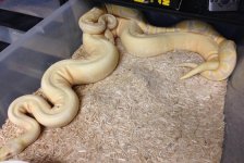 Candino x Albino Spider 2 copy.JPG
