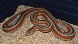 DSC_0647.jpg