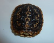 pancake2.jpg