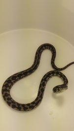 Male5_7-28.jpg