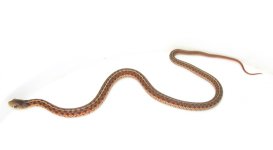 M2 carteret ery het snow x flame.jpg