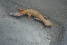 IMG_1487.jpg