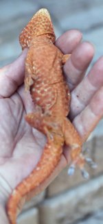 Red Belly.jpg