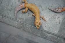 IMG_1484.jpg