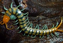 Neon_Centipede.JPG