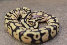 female firefly available.JPG female firefly available.JPG