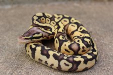 male firefly available.JPG male firefly available.JPG