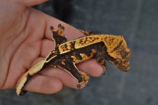 DSC_0238.jpg