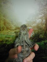 Frilled back of head.jpg