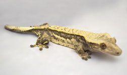 Tatzel2SMALL.jpg