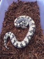 Enchi DG 2.jpg