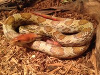 Male Hypo, 7-14.jpg