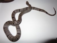 subadult christmas male Brown.JPG