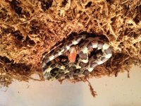 2014 Hatch Moellendorff's Female, 1-3.JPG