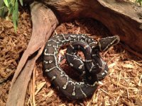 Angolan Female 2014 Hatchling - 1 - 4-10.JPG