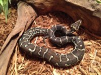 Angolan Female 2014 Hatchling - 2 - 4-10.JPG