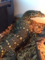Water Monitor 2.JPG