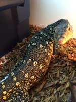 Water Monitor 3.JPG