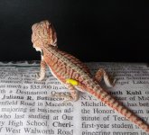 Male 2 Red leather double het 75.jpg