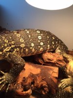 Water Monitor 4.JPG