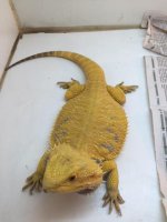 Lemon Yellow 1.JPG