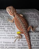 Male 2 Red leather double het 75 (3).jpg
