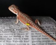 Male 2 Red leather double het 75 (2).jpg