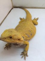Lemon Yellow 2.JPG